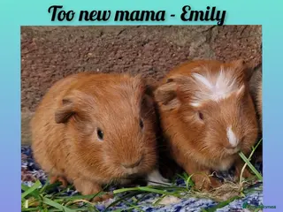 Guinea Pig rodents (Have been spoken for )/ ready 24th march 26 - Advert 11