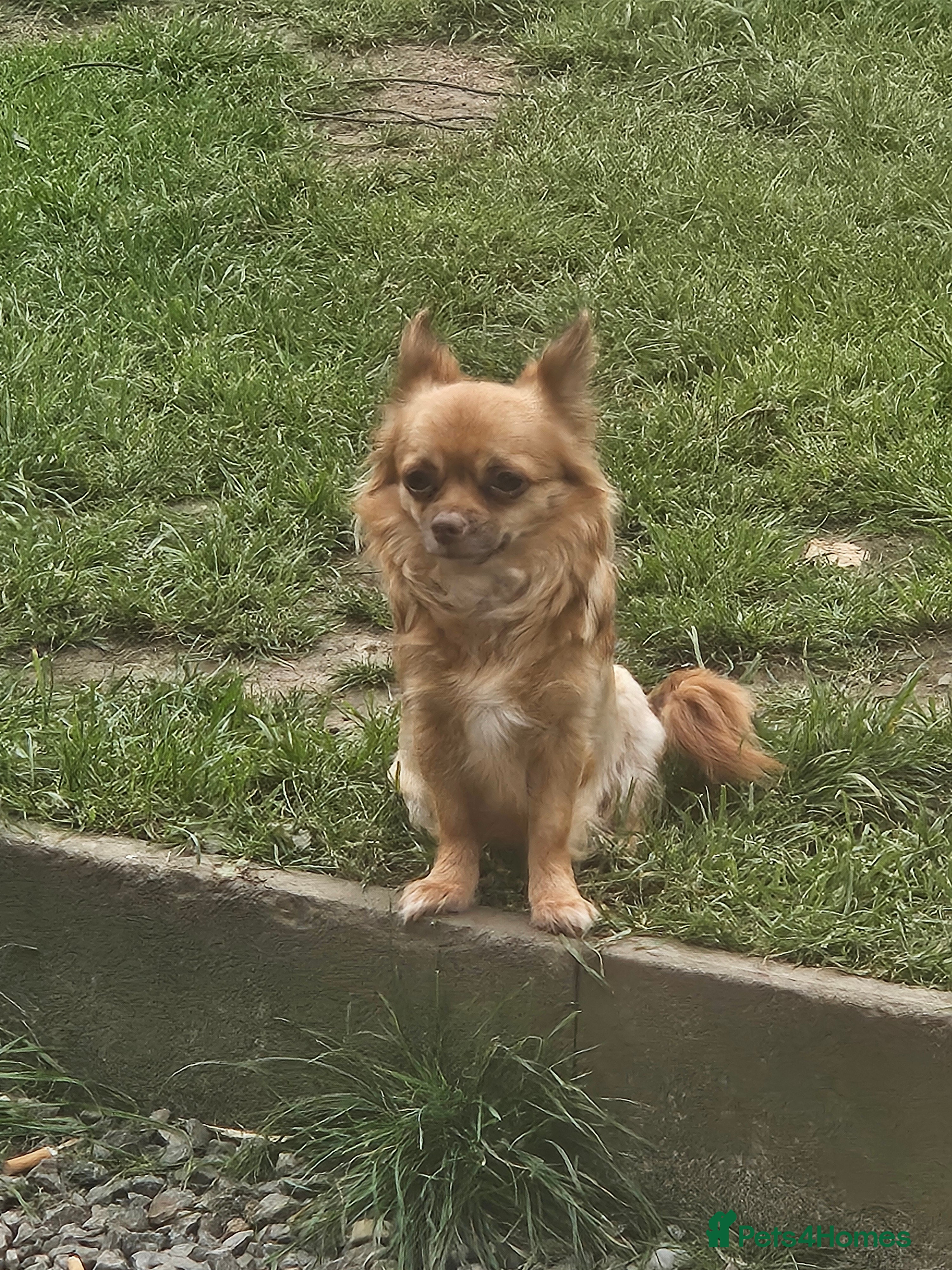 Chihuahua dogs 1 x chihuahua girl left  - Advert 1