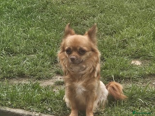 Chihuahua dogs 5x beautiful Chihuahua puppies - Advert 1