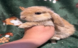 Mini Lop rabbits for sale: Beautiful True to Type Baby Mini Lops  - Image 10