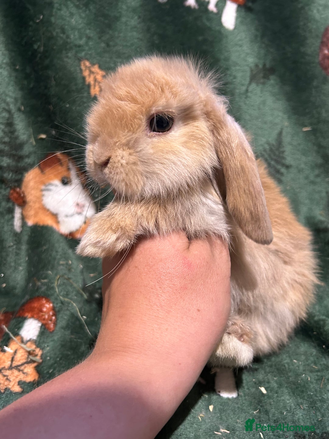Mini Lop rabbits for sale: Beautiful True to Type Baby Mini Lops  - Image 10