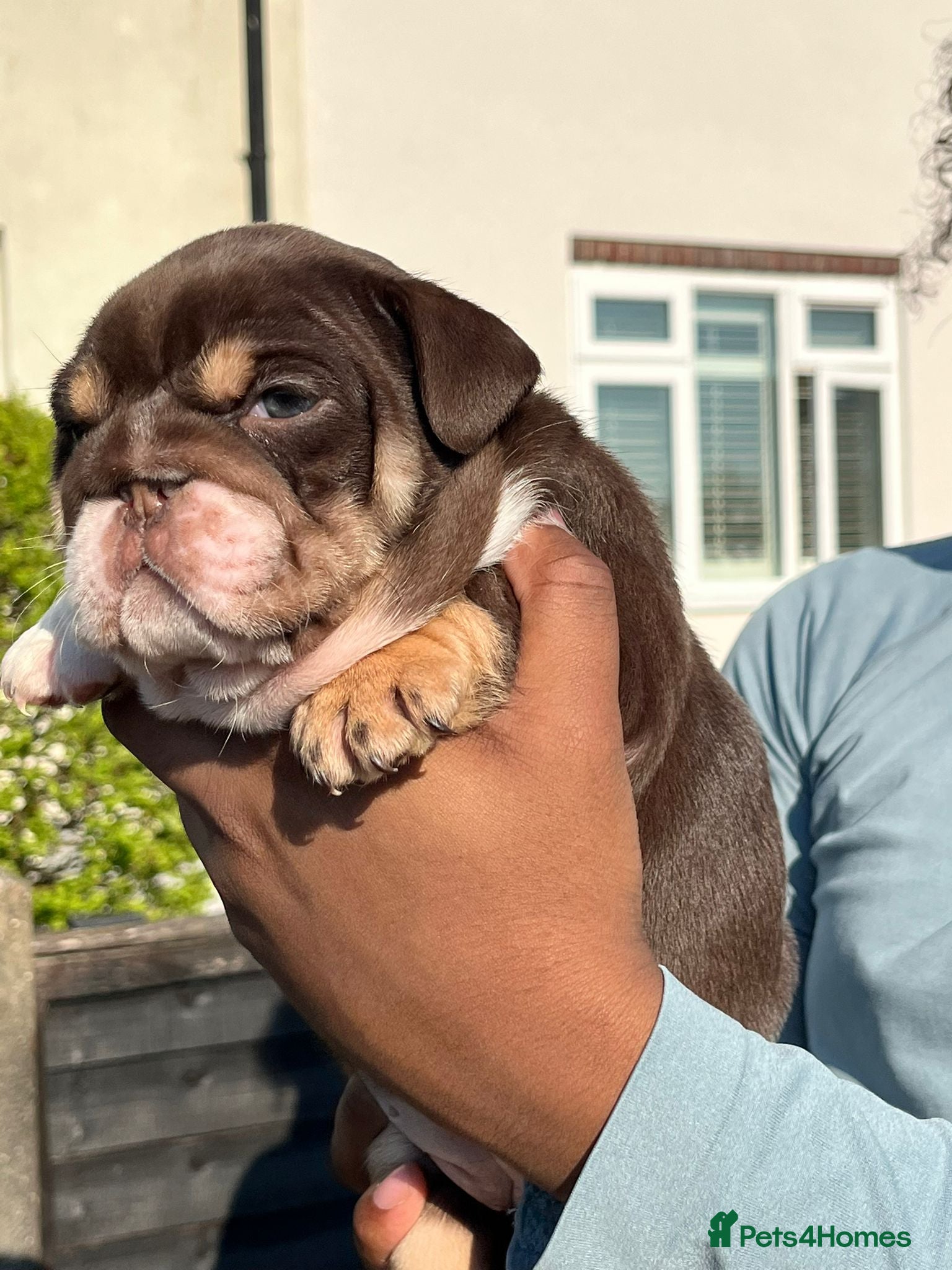 English Bulldog dogs English Bulldog  - Advert 4