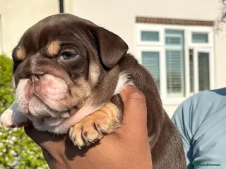 English Bulldog dogs English Bulldog - Advert 4