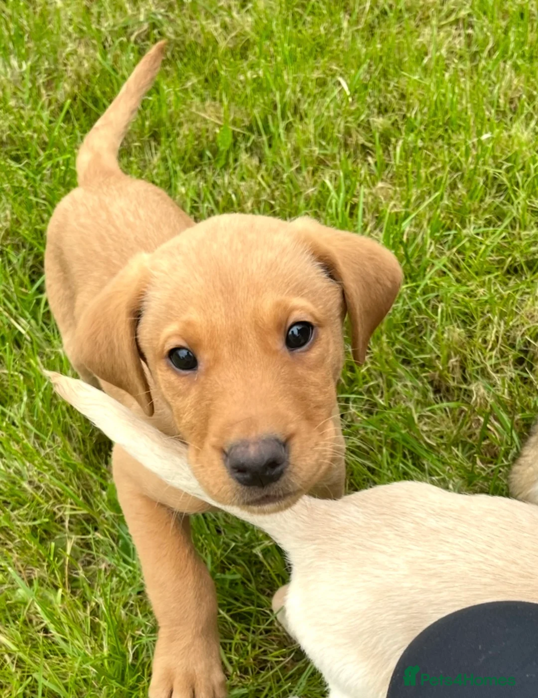 Labrador Retriever dogs for sale: 3 gorgeous Labradors  - Advert 1