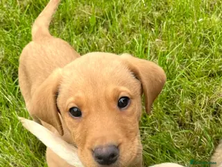 Labrador Retriever dogs 3 gorgeous Labradors - Advert 4