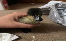 Ducks poultry for sale: Young Cayuga cross drake  - Image 3