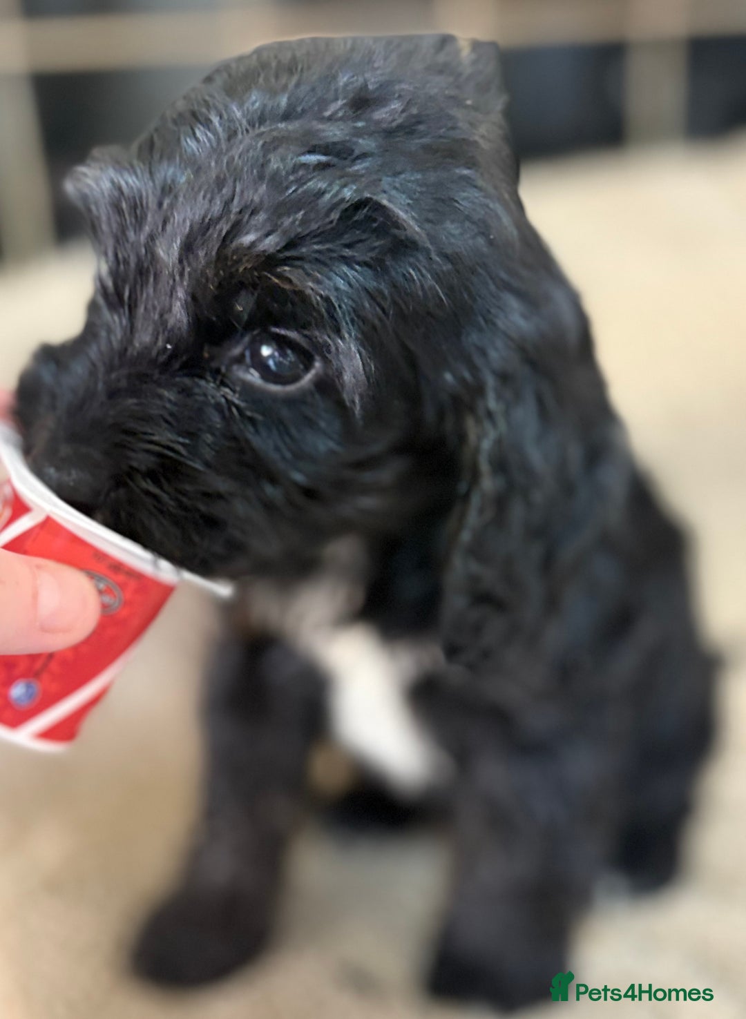 Cockapoo dogs for sale: 🍭stunning F1 cockerpoos🍭 in Spennymoor - Image 17