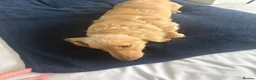 Miniature Dachshund dogs for sale: Cream long haired boy miniature dachshund  - Advert 3
