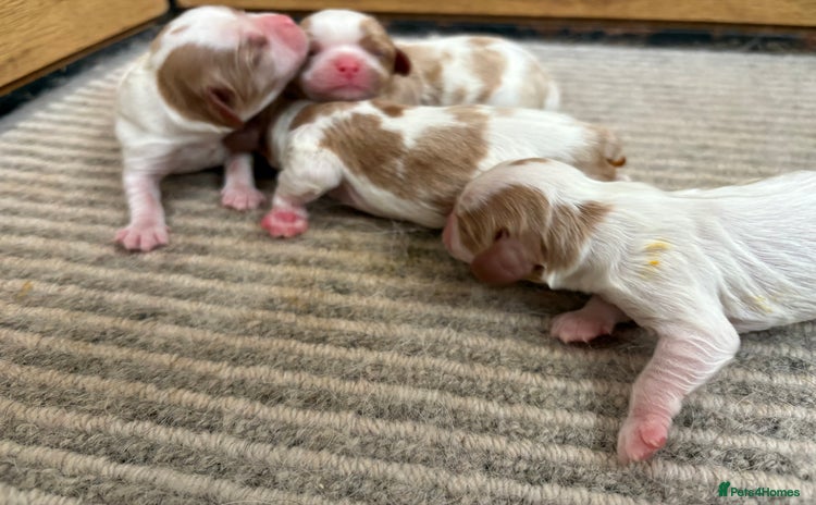 Cavalier King Charles Spaniel dogs - Advert 3