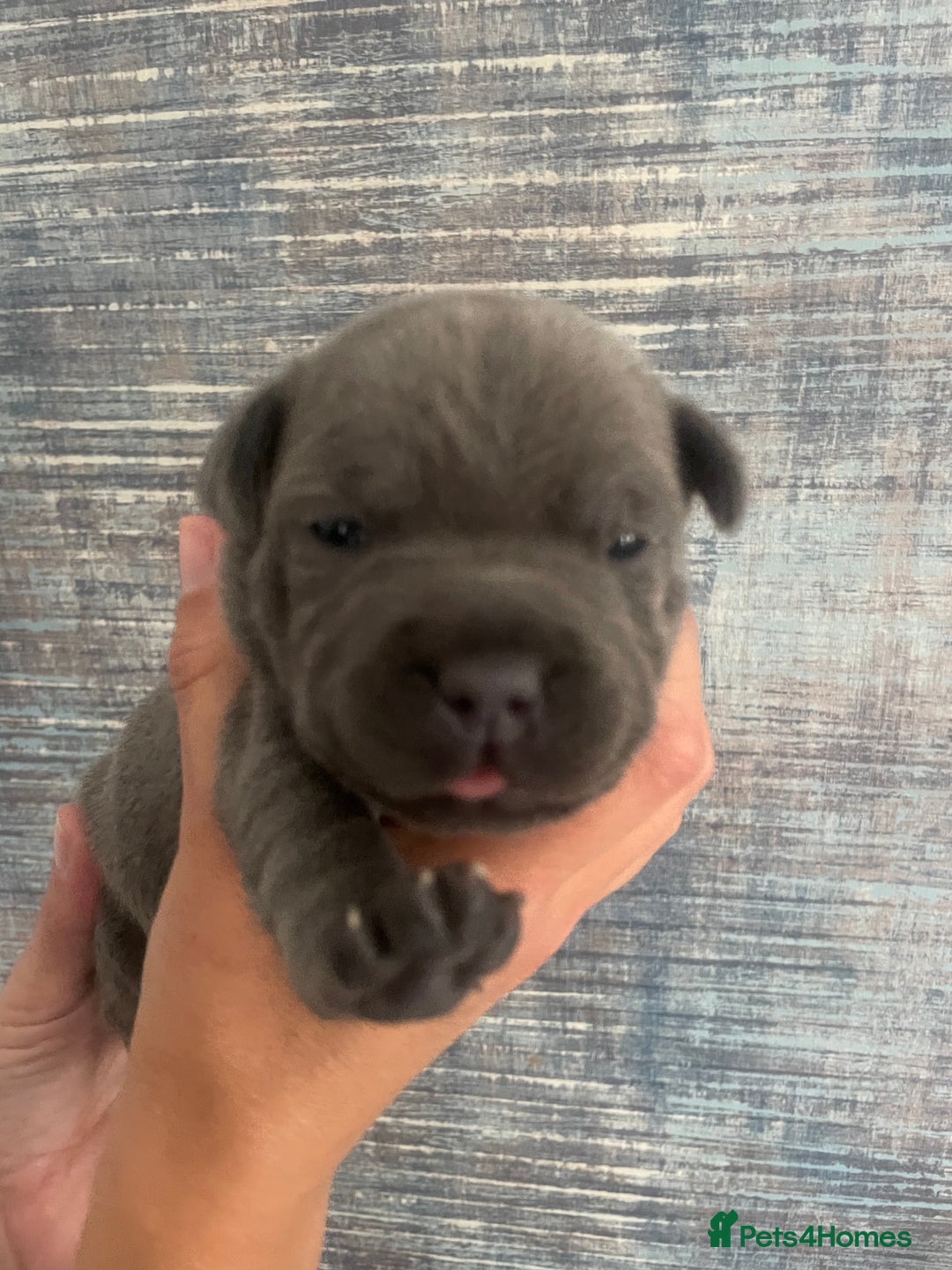 Staffordshire Bull Terrier dogs for sale: Blue Staffordshire bull terrier kc registered ❗️ - Image 17