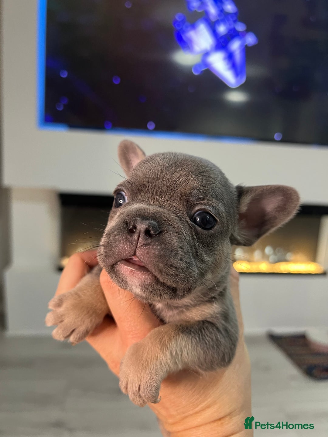 French Bulldog dogs for sale: Lilac tan French bulldog puppies  - Advert 4