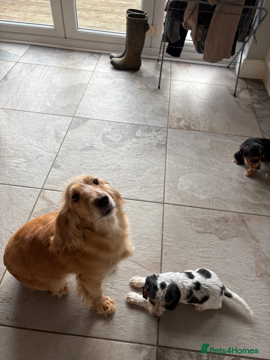 Cocker Spaniel dogs for sale: Beautiful Cocker Spaniel Puppies. - Advert 3