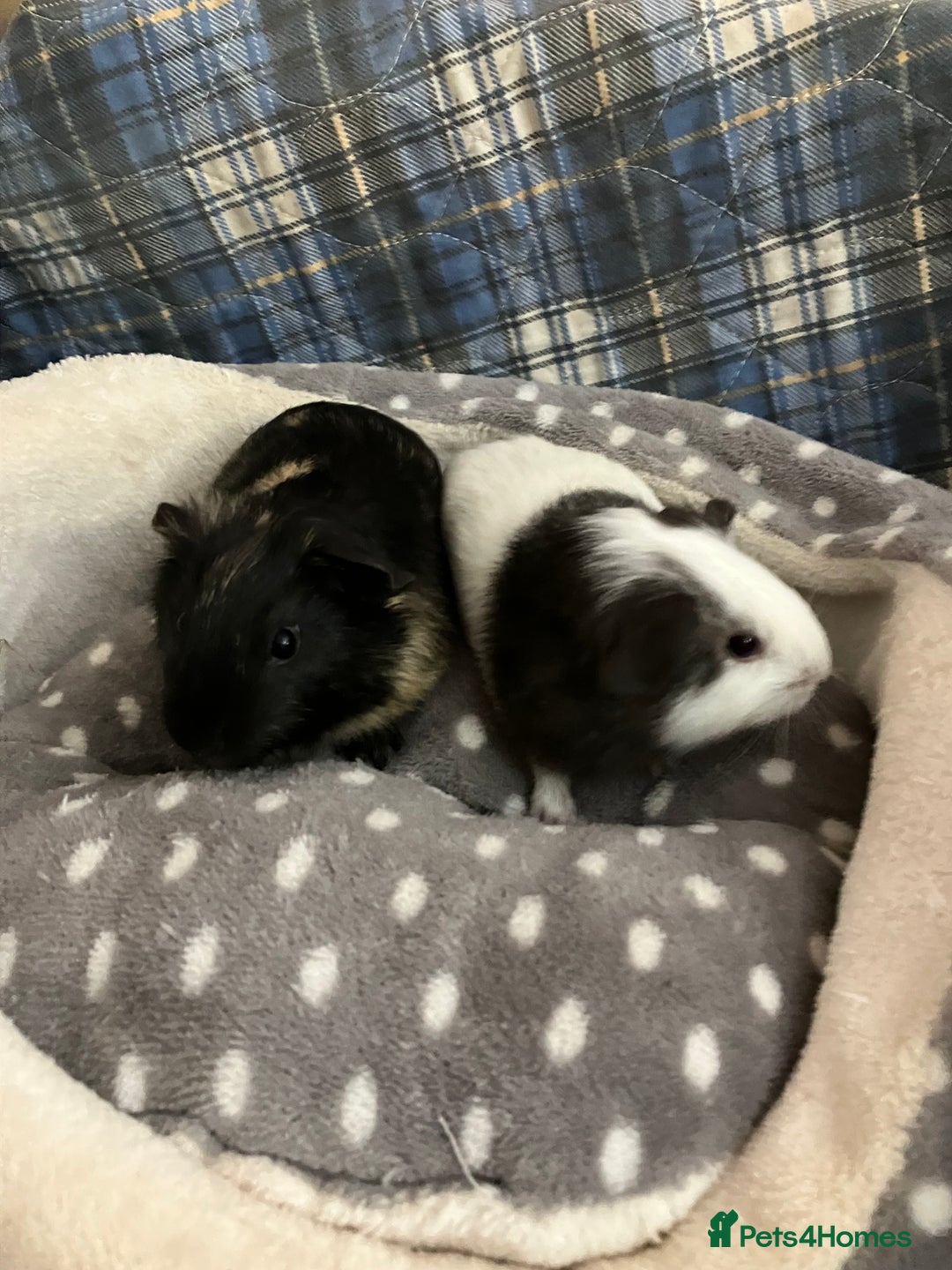 Guinea Pig rodents for sale: Lots of lovely baby boy guinea pigs - Advert 25