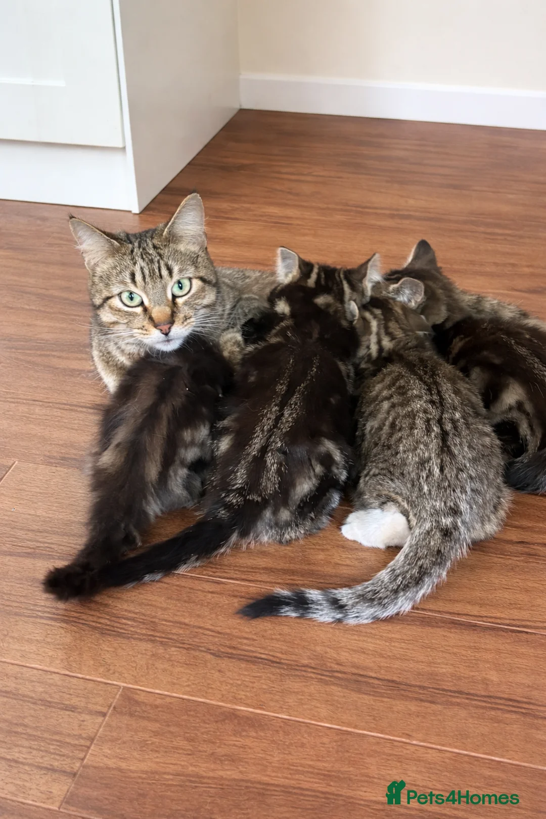 Domestic Shorthair cats for sale: 4 Adorable tabby kittens ready for homes in Cardiff - Advert 2