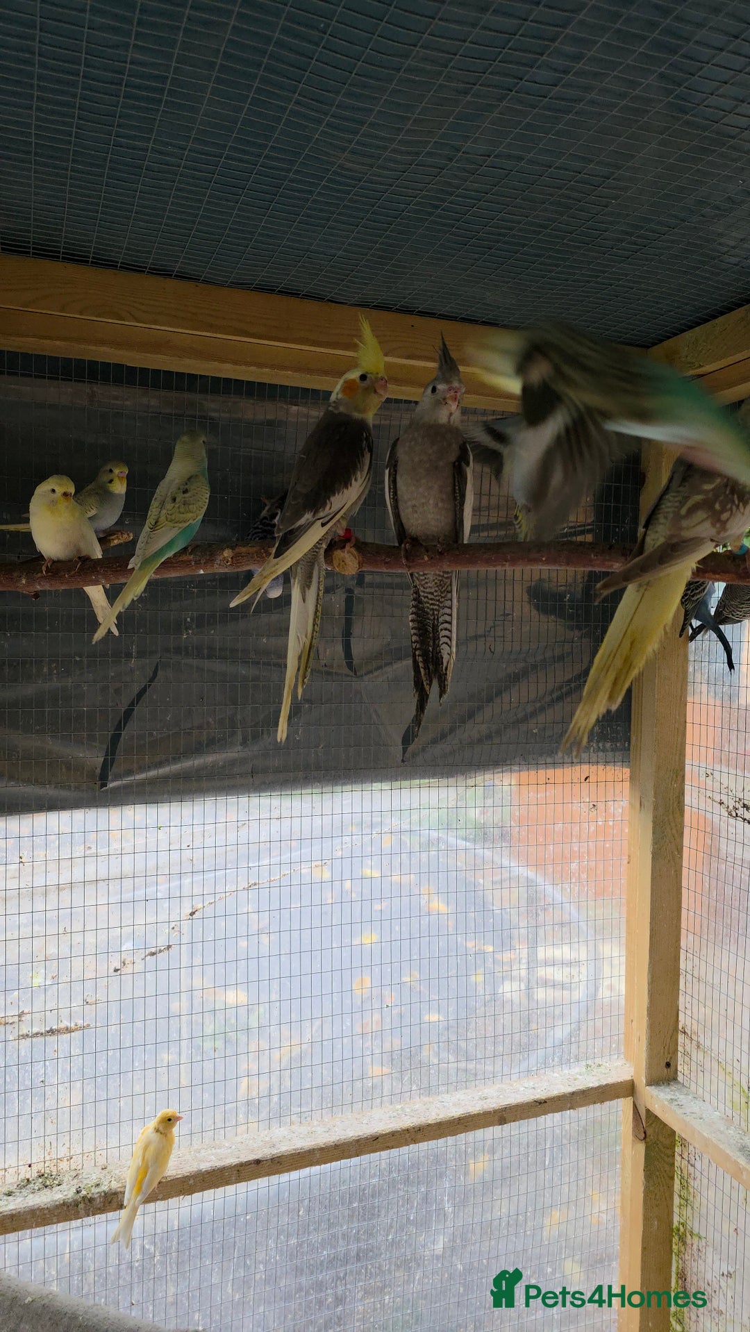 Cockatiels birds for sale: Silly hand tamed baby cockatiels for sale  - Image 21