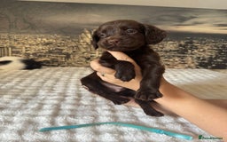 Springador dogs for sale: Chocolate Springador Puppies – Ready Soon! 🐾 - Image 8