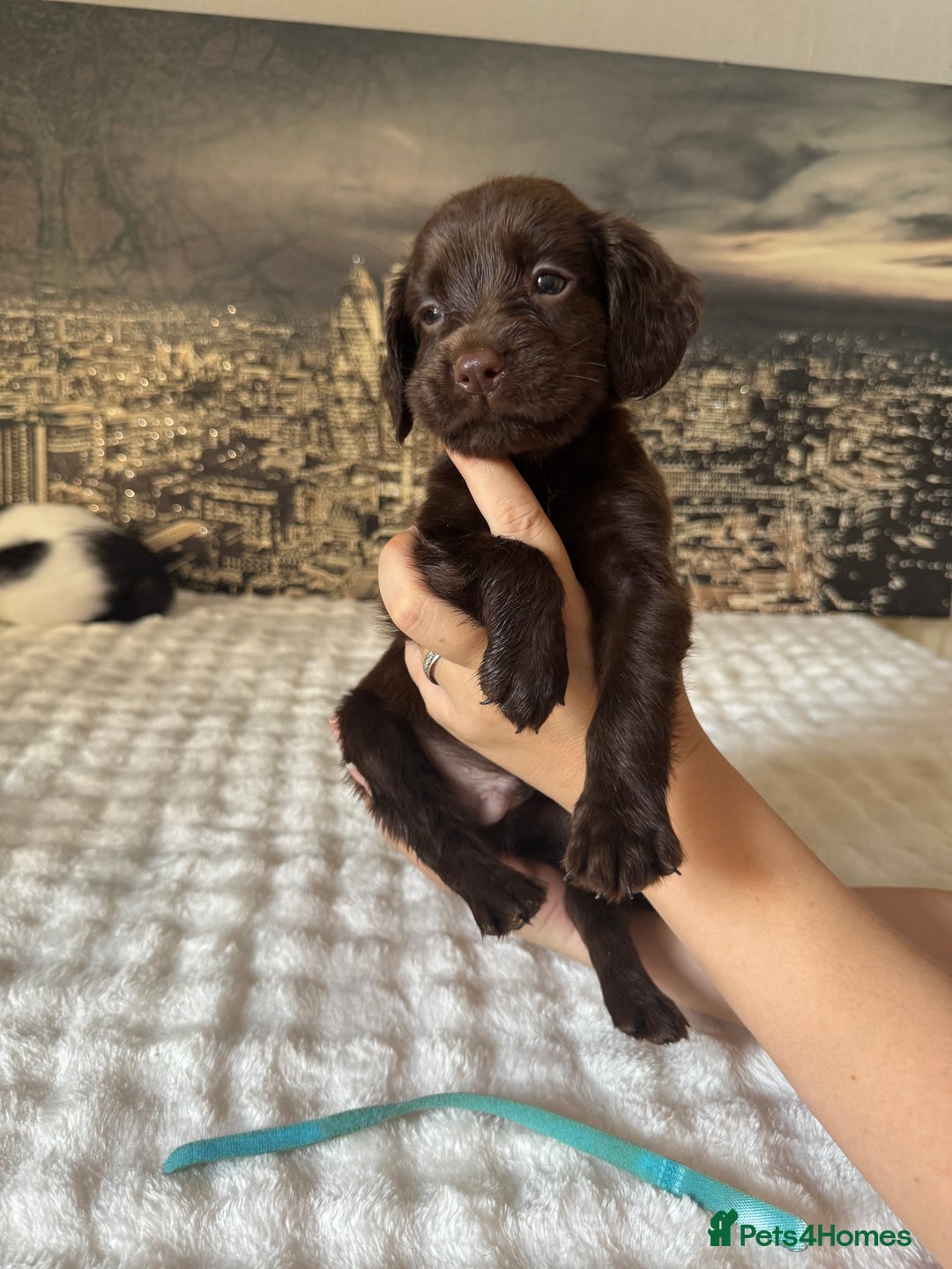 Springador dogs for sale: Chocolate Springador Puppies – Ready Soon! 🐾 - Image 8