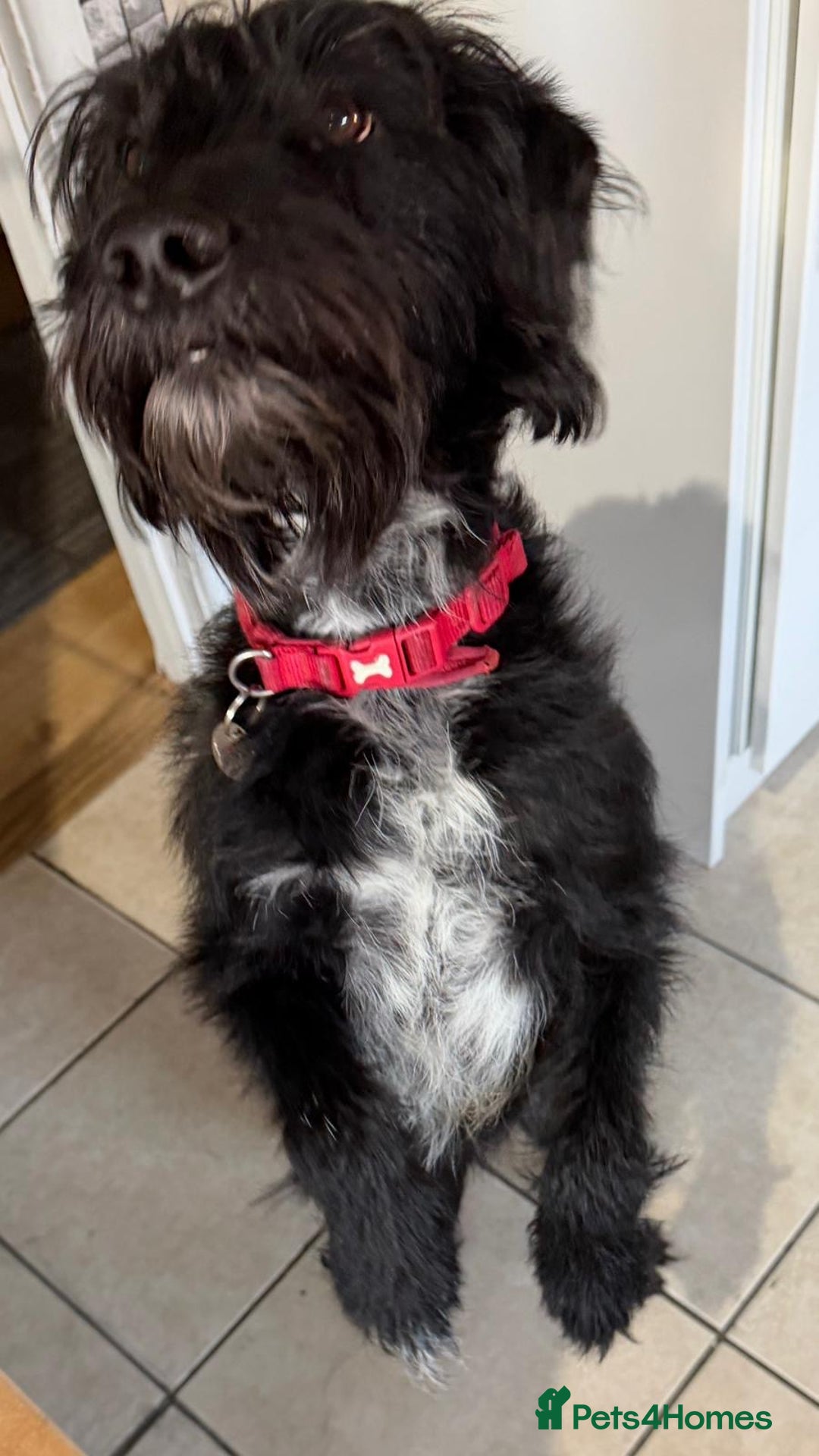 Mixed Breed dogs for adoption: Sweet Oscar Needs Love  - Advert 2