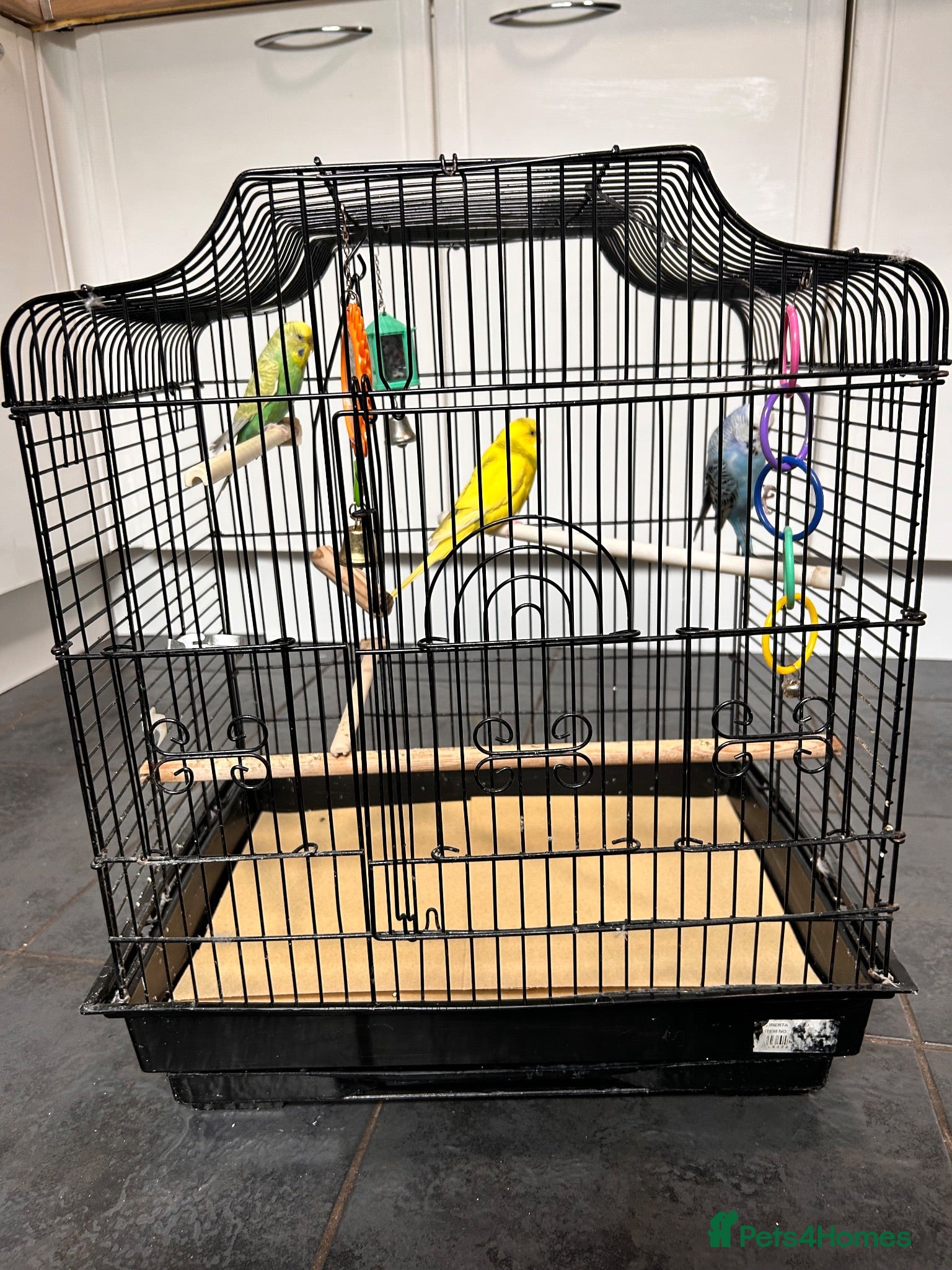 Budgerigars birds 3 gorgeous colourful budgies with cage  - Advert 1