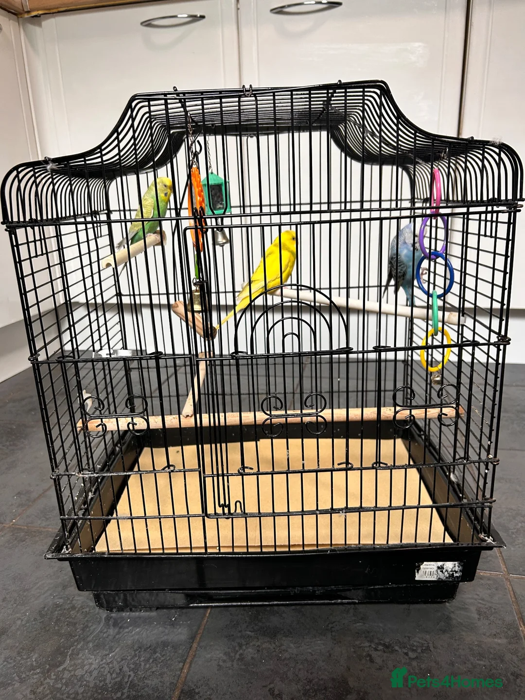 Budgerigars birds for sale: 3 gorgeous colourful budgies with cage  - Advert 1