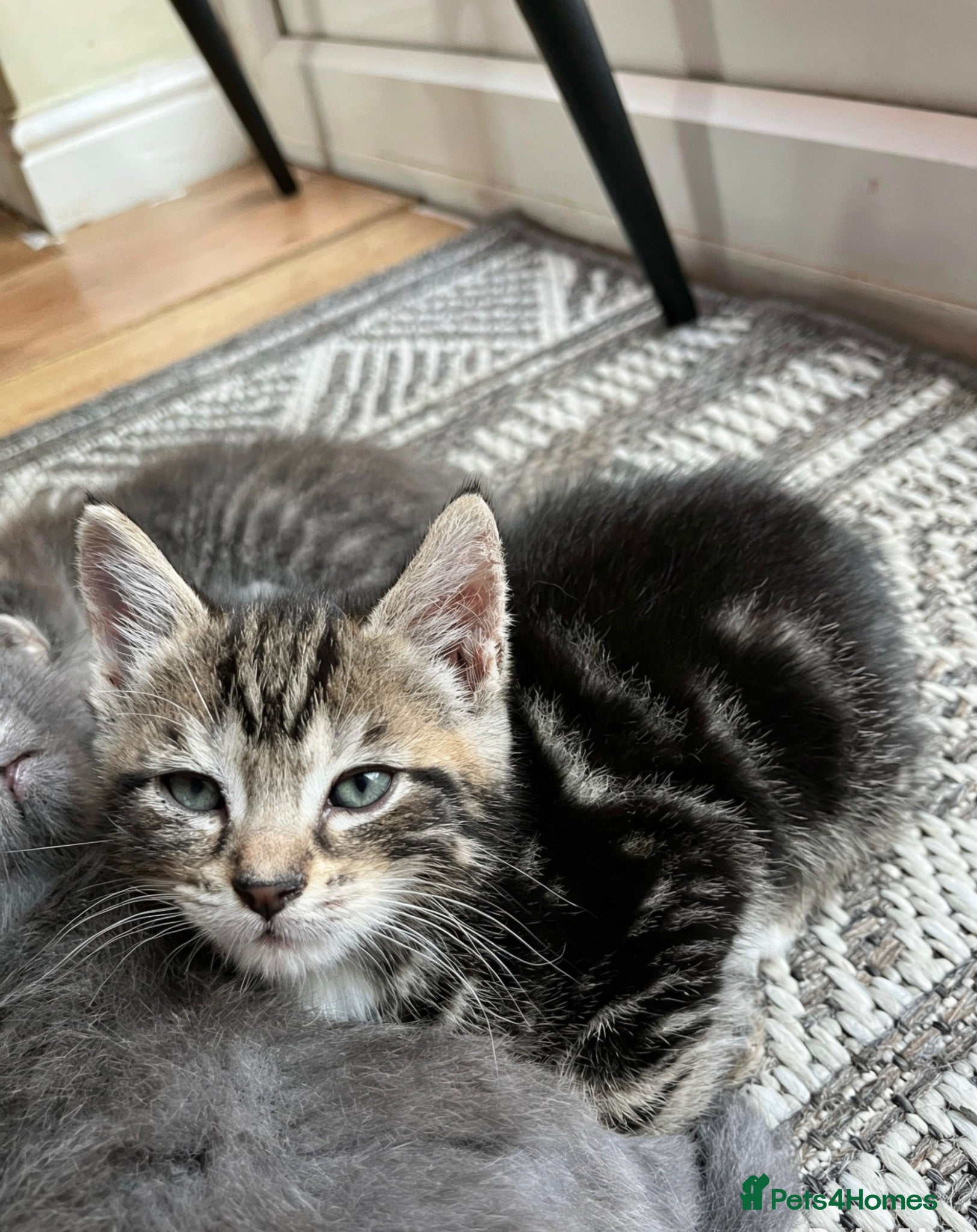 American Wirehair cats American wirehair/Bombay kittens for sale - Advert 1