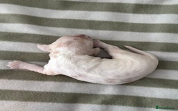 Cocker Spaniel dogs for sale: Beautiful Cocker Spaniel Puppies - Advert 21