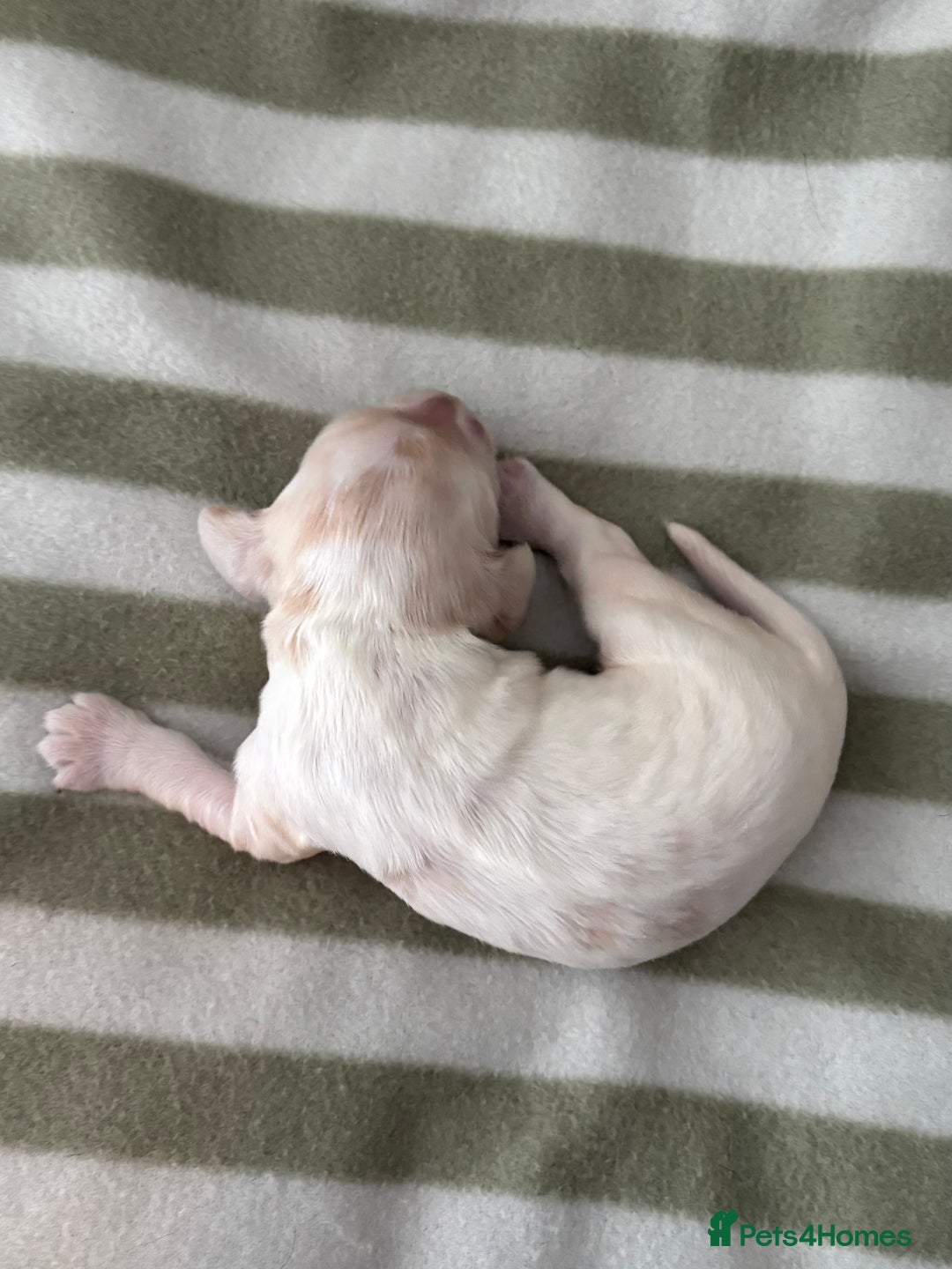 Cocker Spaniel dogs for sale: Beautiful Cocker Spaniel Puppies - Advert 21