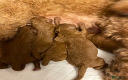 Cockapoo dogs for sale: Perfect Cockapoo Puppies 🐶  - Image 8