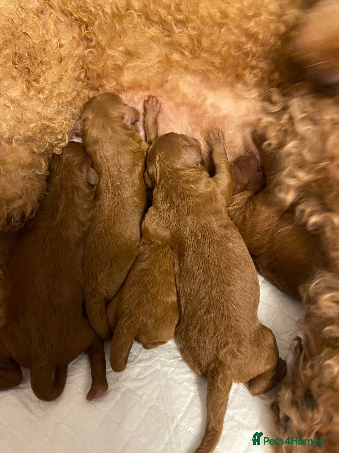 Cockapoo dogs for sale: Perfect Cockapoo Puppies 🐶  - Image 8