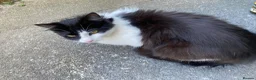 Mixed Breed cats for sale: Lovely kittens ready for new homes - Advert 1