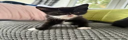 Mixed Breed cats for sale: Ready now. Beautiful litter of kittens  - Advert 6