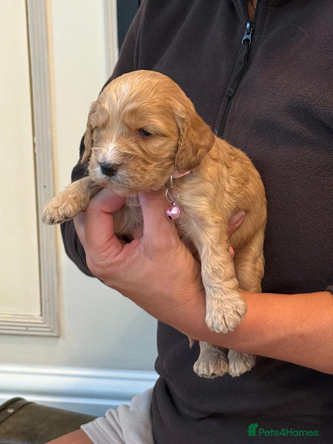Cockapoo dogs for sale: Beautiful Golden Cockerpoo Puppies 2 Girl & 4 Boy - Image 23