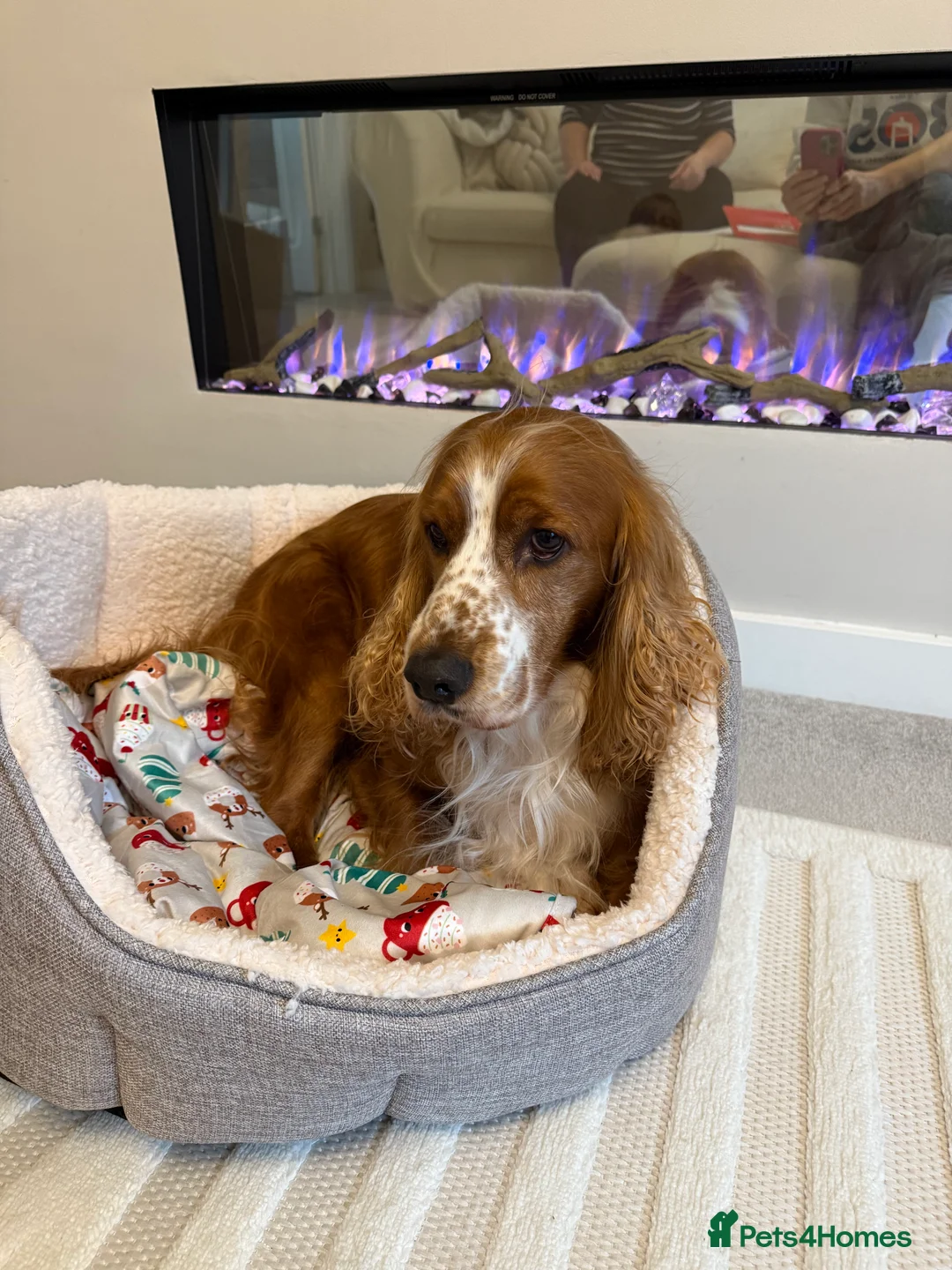 Cocker Spaniel dogs for stud: 🌟 🌟 🌟 English cocker spaniel for stud  in Hook - Advert 14