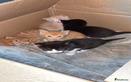 Mixed Breed cats for sale: Beautiful mixed colour kittens  - Image 4