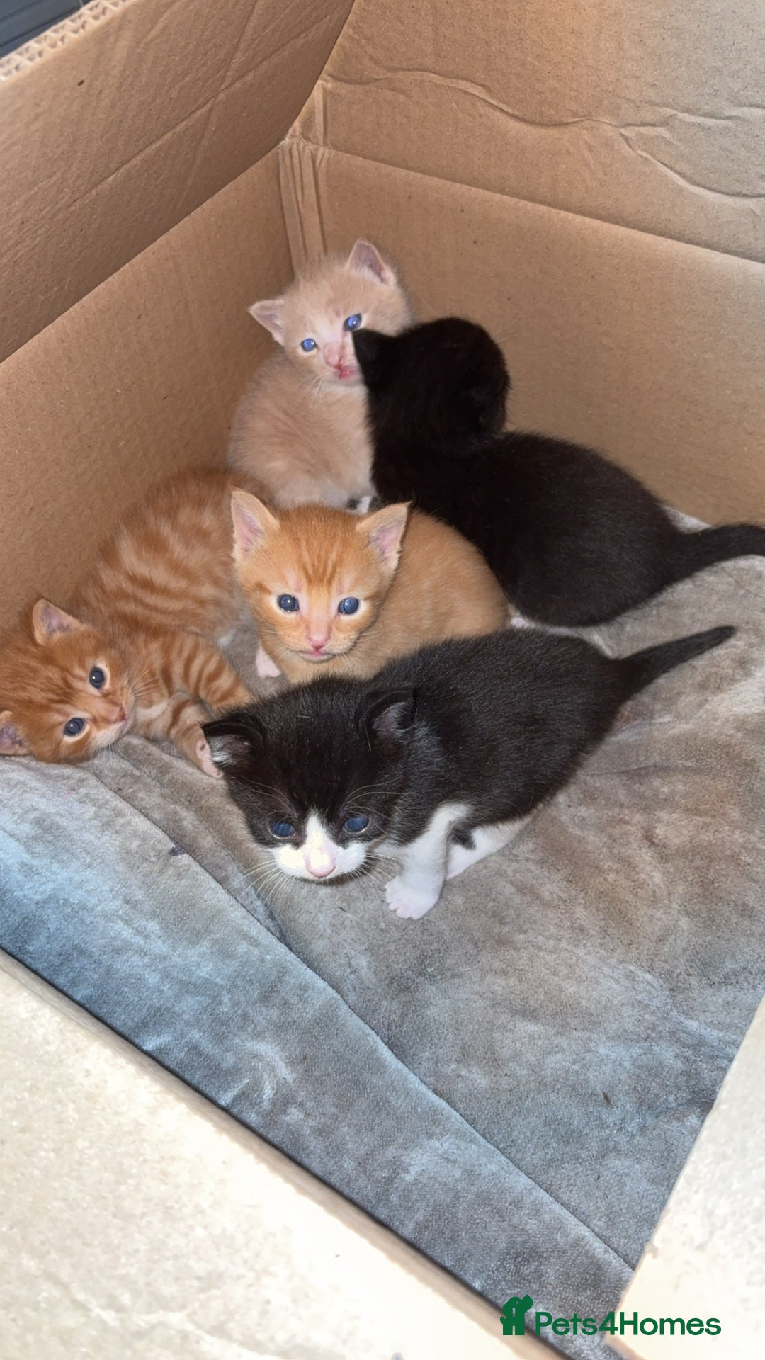 Mixed Breed cats for sale: Beautiful mixed colour kittens  - Image 4
