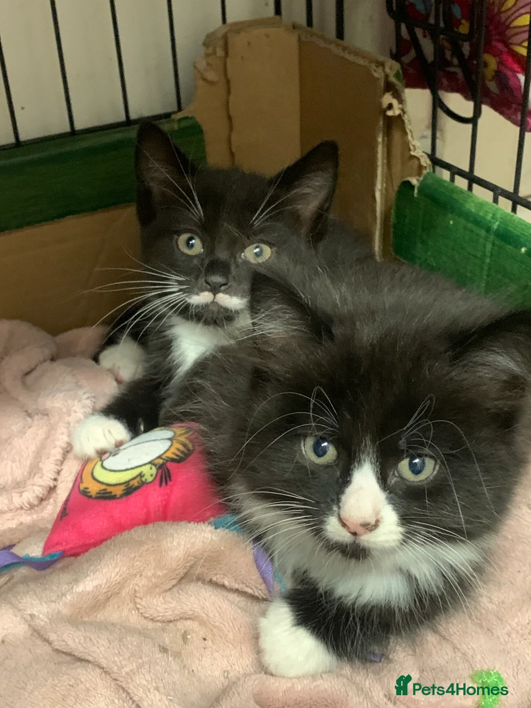 Mixed Breed cats for sale: Three adorable kittens  - Advert 2
