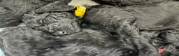 Standard Poodle dogs for sale: West London Standard Poodles - Advert 10