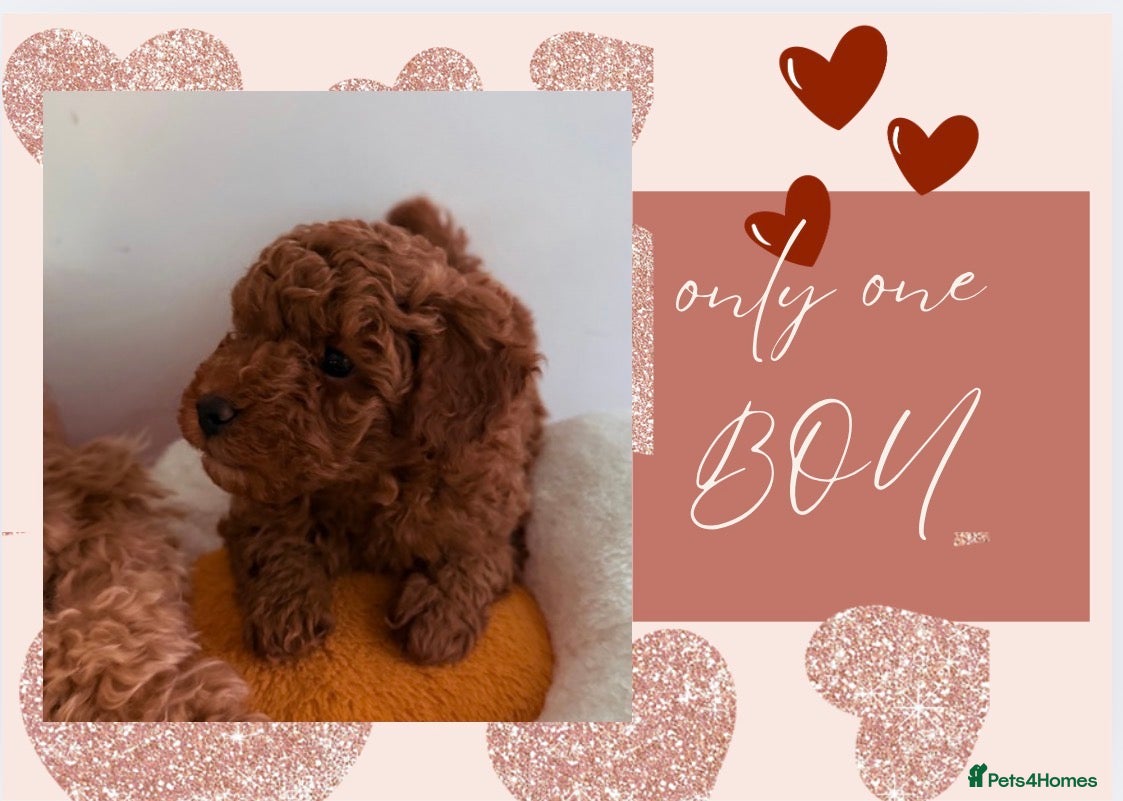 Maltipoo dogs Red mini maltipoo F1b puppies 😍💙💓 - Advert 10