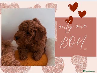 Maltipoo dogs Red mini maltipoo F1b puppies 😍💙💓 - Advert 10