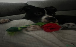 Mixed Breed dogs for sale: Loving little boy, 10 months old - Advert 4