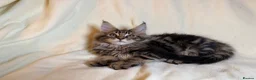 Maine Coon cats for sale: TICA registered Maine Coon Kittens All Boys - Advert 7