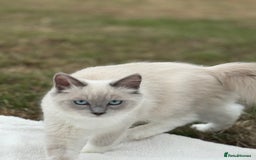 Ragdoll cats for sale: Ragdoll Kitten  - Image 5