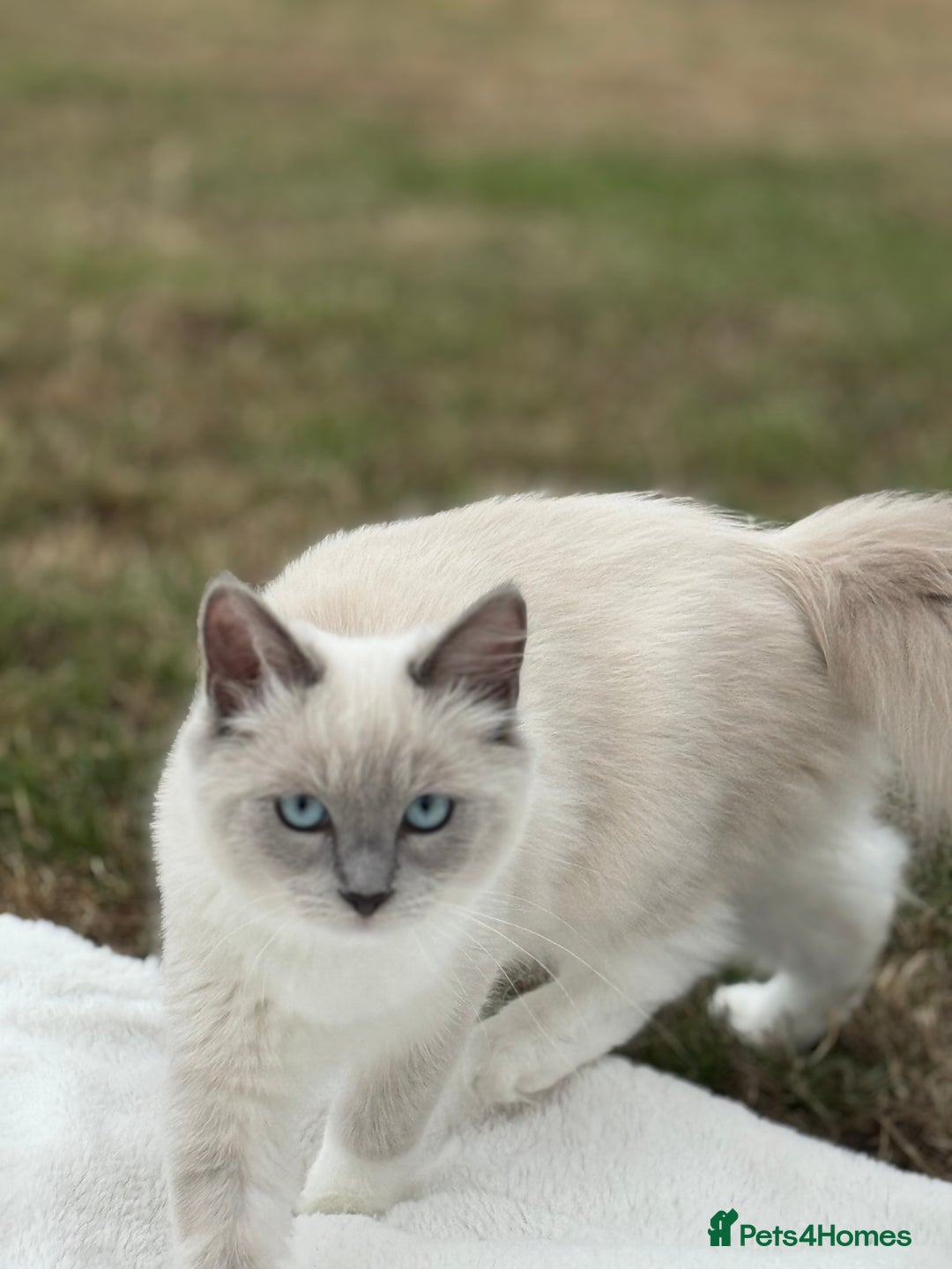 Ragdoll cats for sale: Ragdoll Kitten  - Image 5