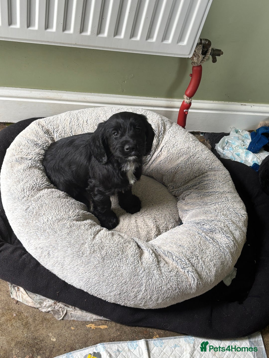 Cockapoo dogs for sale: My beautiful Cockapoo babies Ready Now  - Image 6