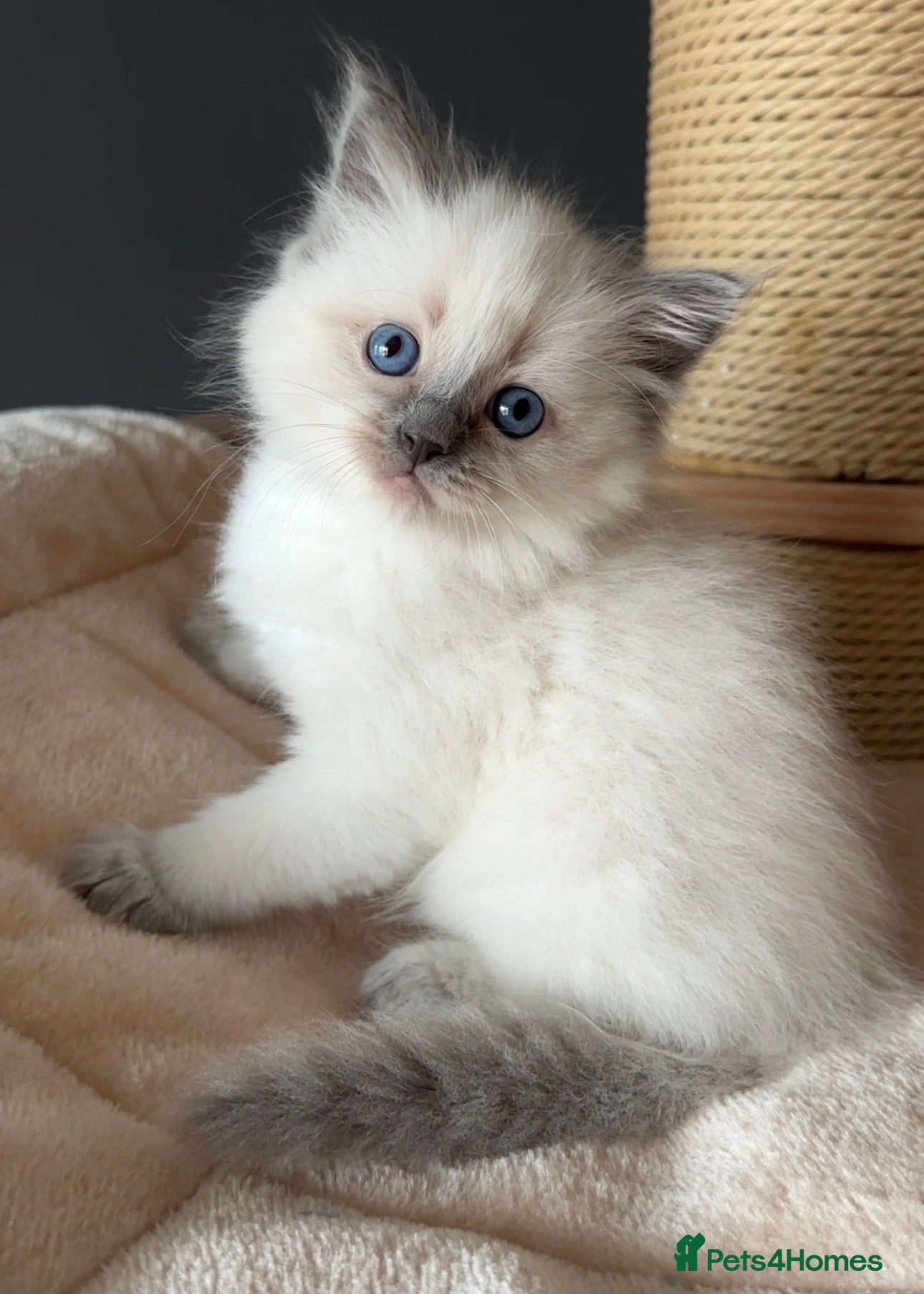 Ragdoll cats for sale: Ragdoll Kittens GCCF & Health Tested  - Advert 19