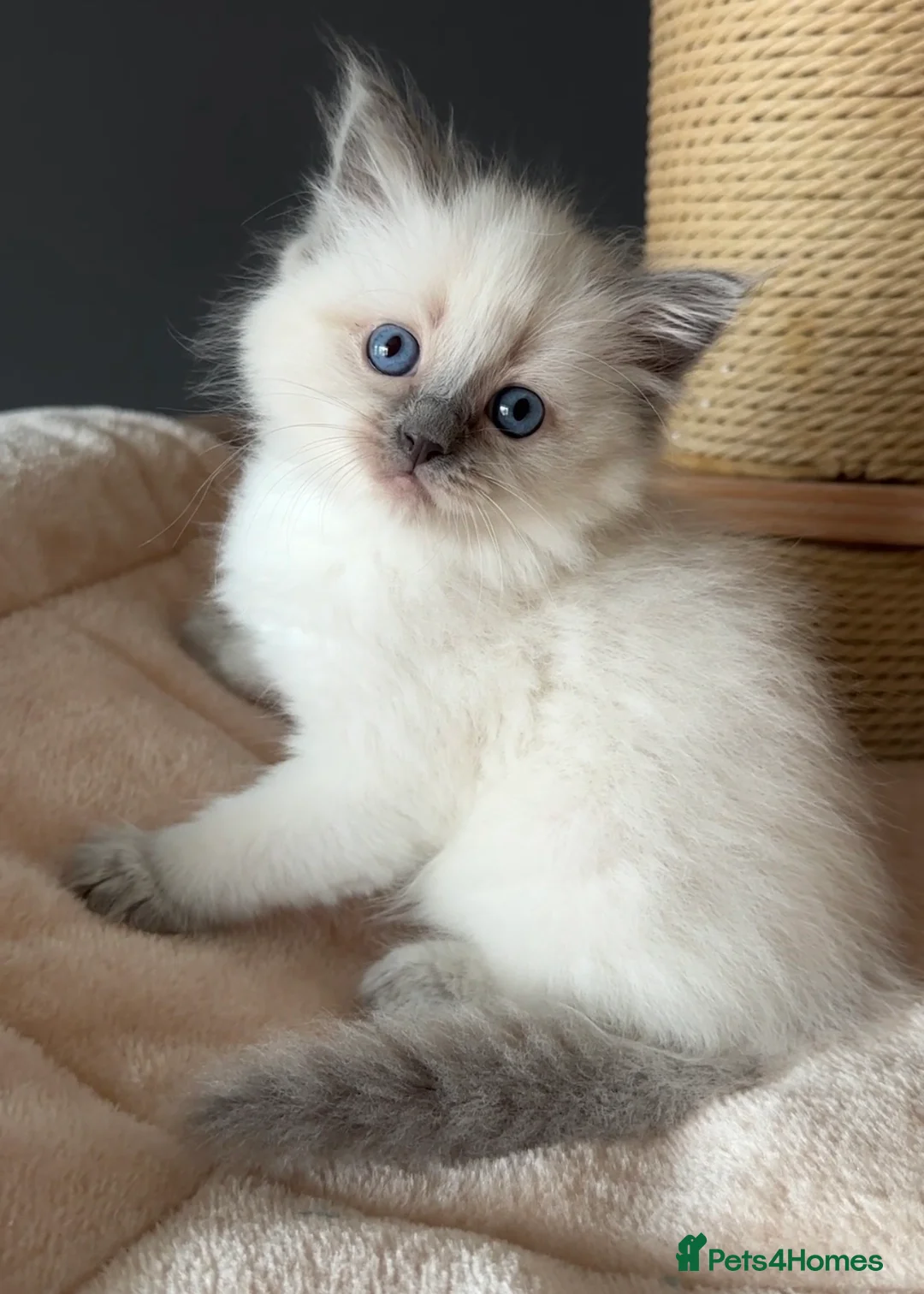 Ragdoll cats for sale: Ragdoll Kittens GCCF & Health Tested  - Advert 1