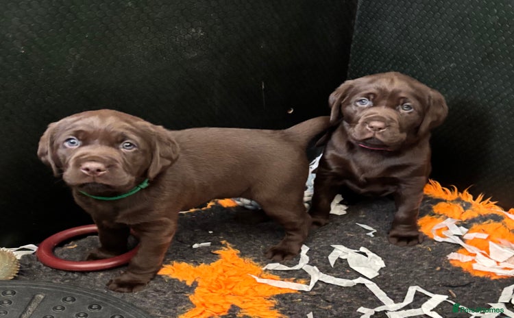 Labrador Retriever dogs Stunning Chocolate Labrador Puppies  - Advert 1