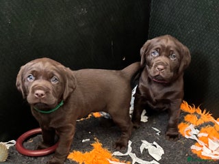 Labrador Retriever dogs Stunning Chocolate Labrador Puppies - Advert 1