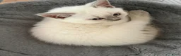 British Shorthair cats for sale: Britishshort hair Pedigree Kittens | DNA Clear  - Advert 10