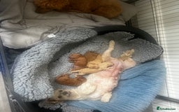 Toy Poodle dogs for sale: Gorgeous kc registered toy poodle pups  - Image 30